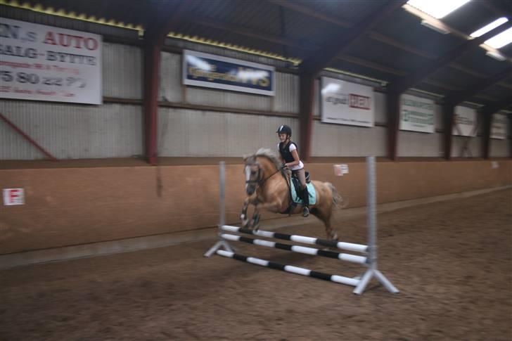 Welsh Cob (sec D) Åvangs Bounty A-pony - Bounty og jeg i spring :D billede 3