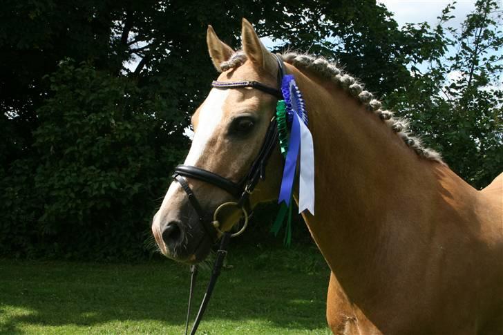 Welsh Cob (sec D) Åvangs Bounty A-pony - Smukke Bounty... Er lige vendt hjem fra landsstævne i Birgittelyst 4 plads i PRT og 2 plads i PRM :D <3<3 billede 4