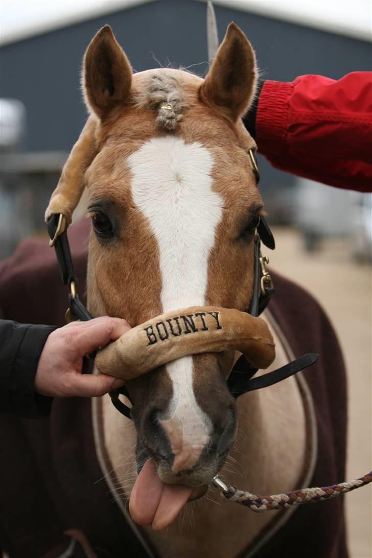 Welsh Cob (sec D) Åvangs Bounty A-pony - Skøre Pony :) Fanget af Helle Bakmann :) billede 5