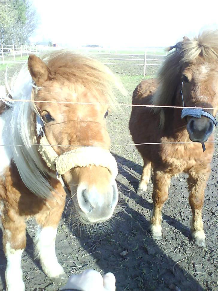 Shetlænder .. gry!;D billede 12