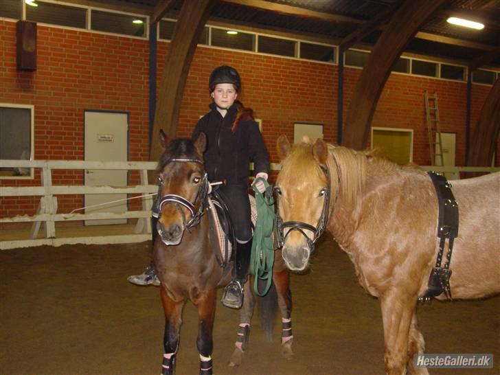 Welsh Cob (sec D) rico :(solgt): - mig aladin & rico :) <3 billede 15