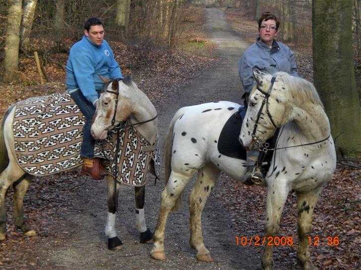 Appaloosa Skipas Primadonna - Jesper og Donna i skoven sammen med Lene og Frej af Knabstrup billede 10