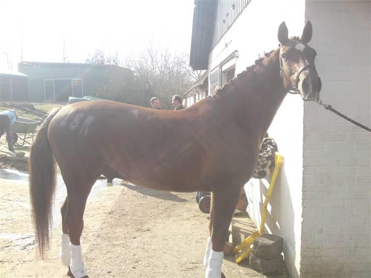 Dansk Varmblod Risbrogårds Romeo *R.I.P* - Stævne i pårup.  billede 11