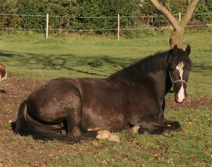 Anden særlig race Diego  billede 4