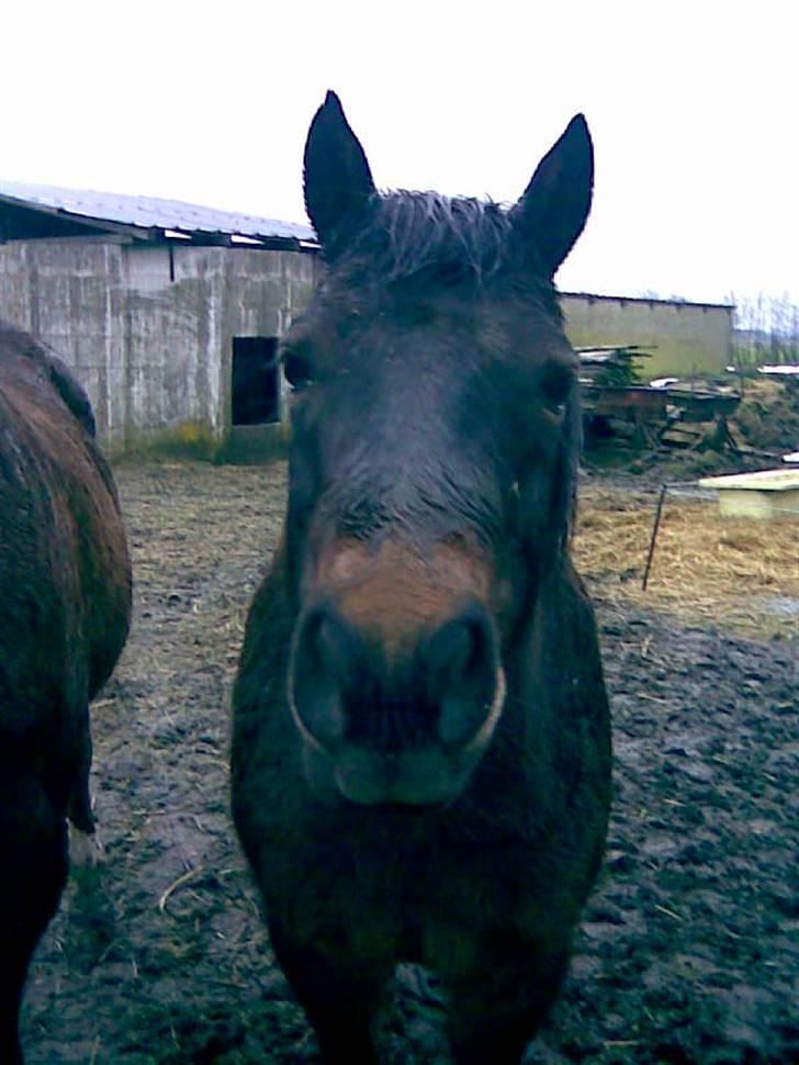 Anden særlig race Valde - min våde lille pony :P  billede 14