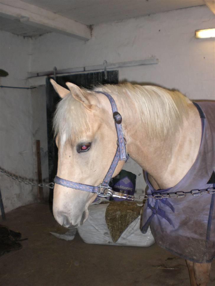 Quarter Tes Twinkie Winkie billede 6