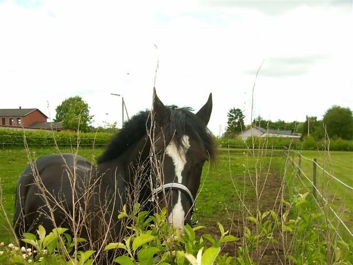 Anden særlig race Diego  billede 6