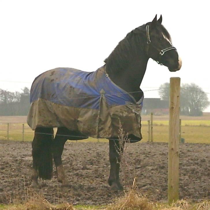 Anden særlig race Diego  - Diego 4 år og møgbeskidt billede 7