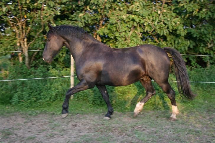 Anden særlig race Diego  - "kongen" Diego med sine to undersotter Dancer og Fidusen billede 9