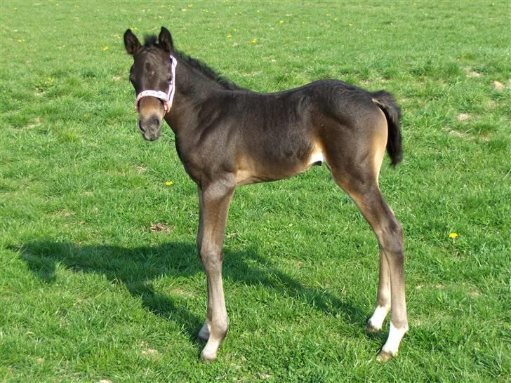 DSP Kuli's Heart Of Gold - på dejlig græsfold billede 1