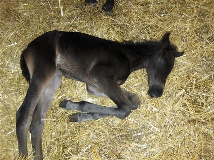 DSP Kuli's Heart Of Gold billede 2