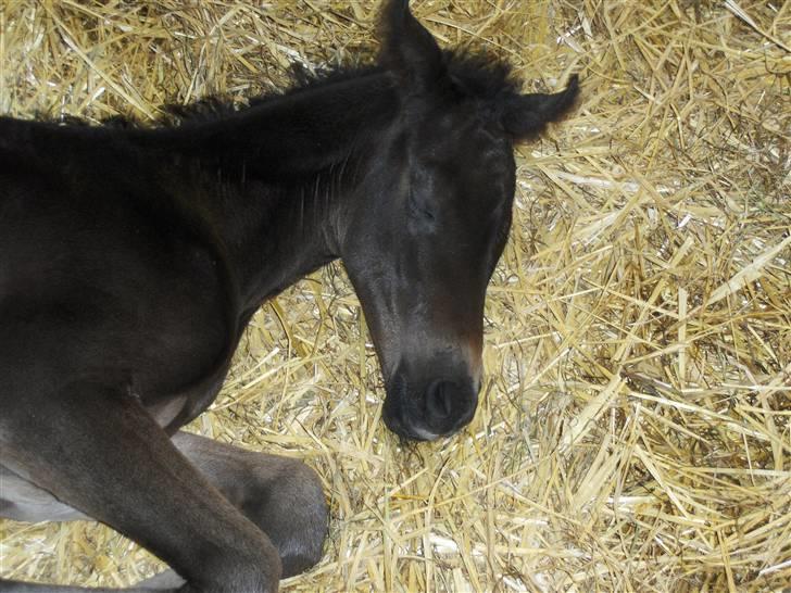 DSP Kuli's Heart Of Gold billede 3