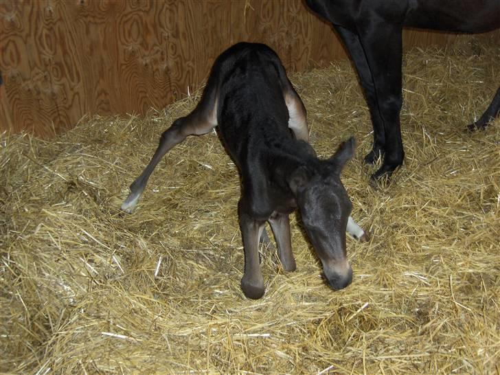 DSP Kuli's Heart Of Gold - ja, hvem siger det ikke er svært at komme op at stå ?? billede 4