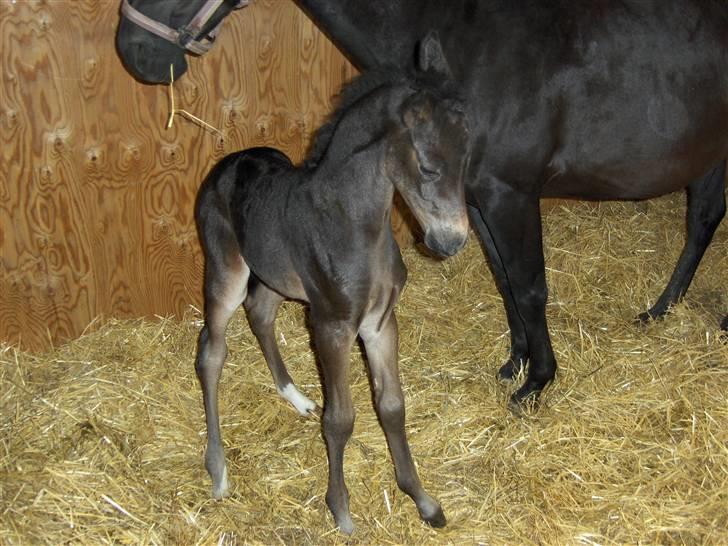 DSP Kuli's Heart Of Gold - uhh... strækker sig lige billede 5