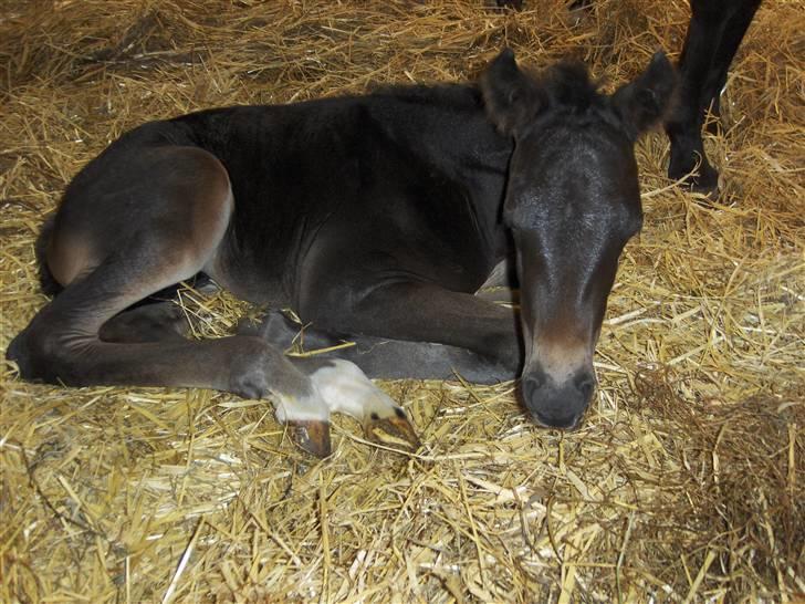 DSP Kuli's Heart Of Gold billede 6