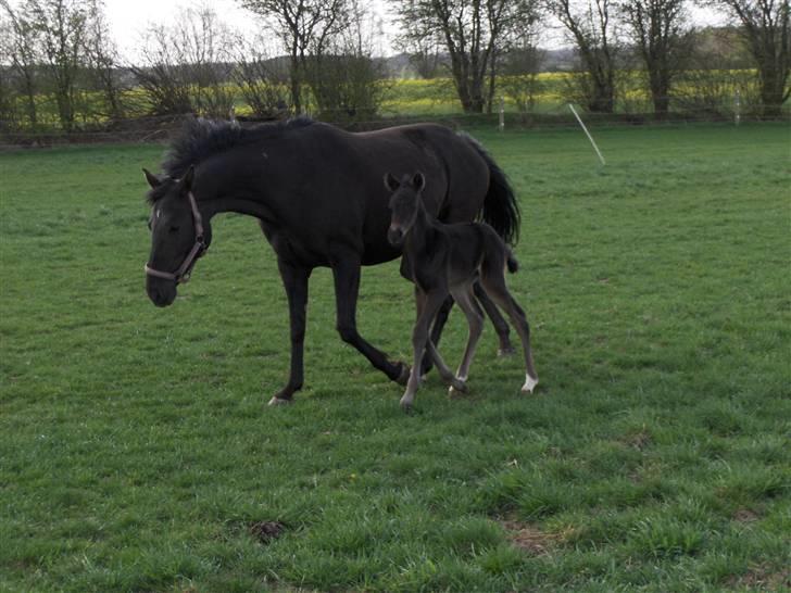 DSP Kuli's Heart Of Gold billede 7