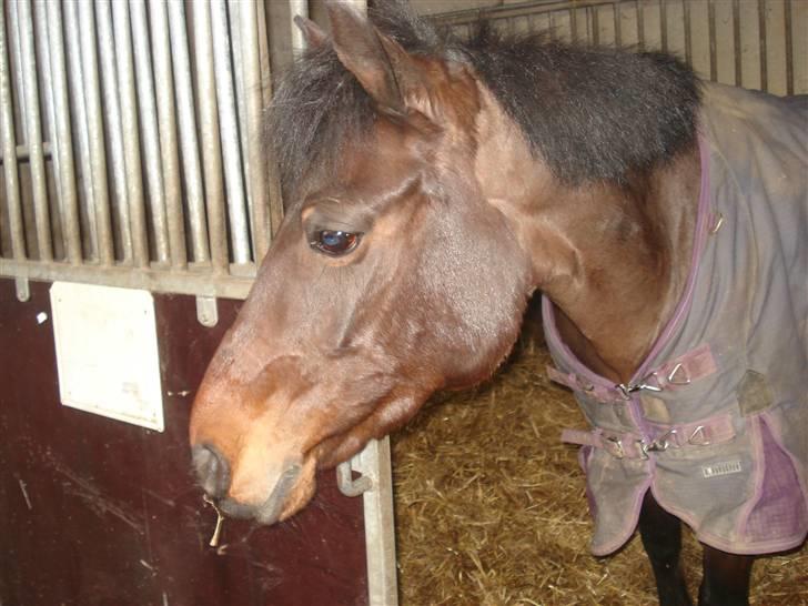 DSP Bæklunds Matina <33 - hvor er du smuk tina.d; billede 6