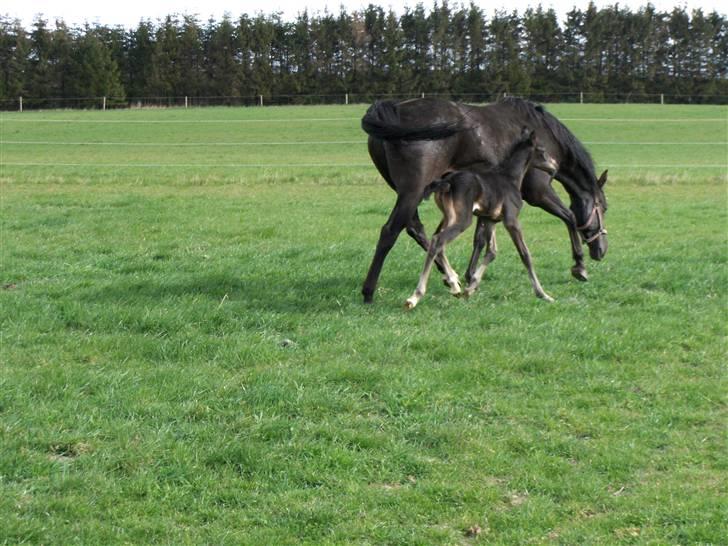 DSP Kuli's Heart Of Gold billede 8