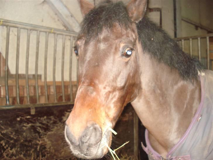 DSP Bæklunds Matina <33 - helløj(; billede 7