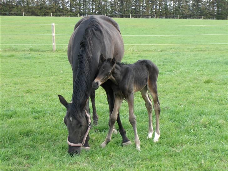 DSP Kuli's Heart Of Gold billede 9