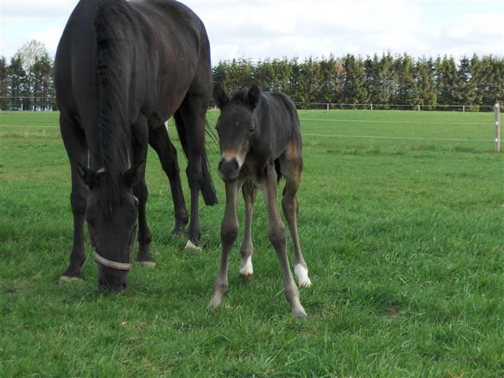 DSP Kuli's Heart Of Gold billede 10