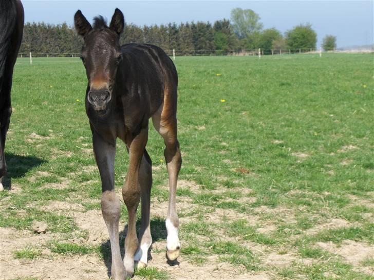 DSP Kuli's Heart Of Gold billede 11