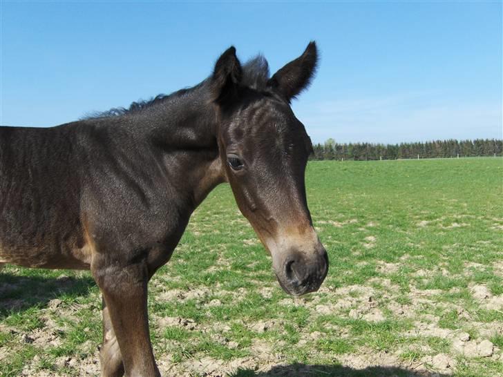 DSP Kuli's Heart Of Gold billede 12