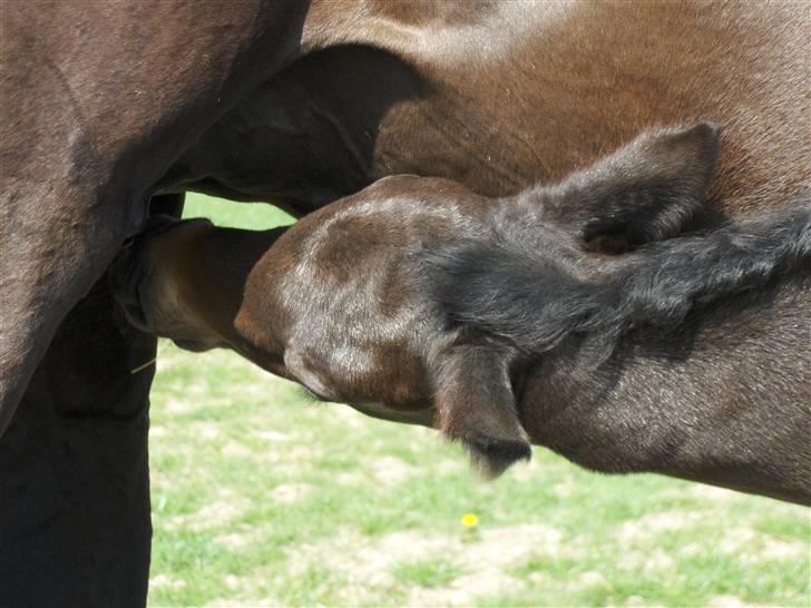 DSP Kuli's Heart Of Gold billede 13