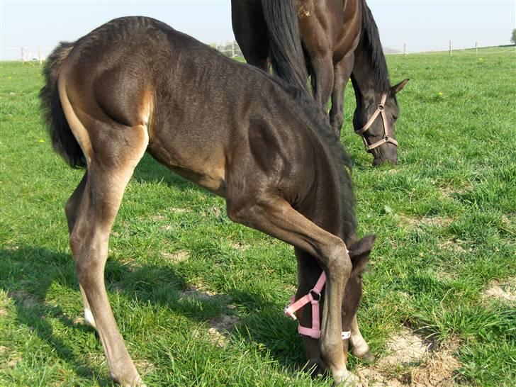 DSP Kuli's Heart Of Gold - jeg kan da nå! haha billede 14