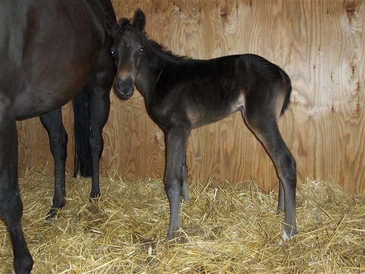 DSP Kuli's Heart Of Gold billede 16