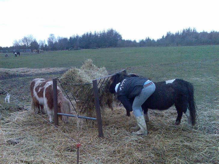 Miniature Prinsesse Fra Supersesse - lidt hygge. <3,,, elsker mine heste <33 ( kun kopir billeder hvis i får lov af mig ) billede 19
