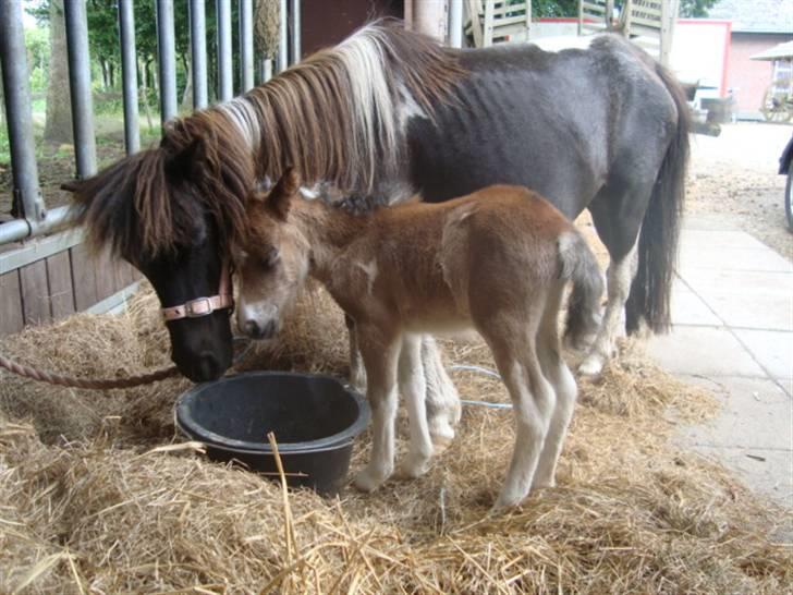 Miniature Prinsesse Fra Supersesse - det er bedst ved moar. prinsesse og super-star <3 ( kun kopir billeder hvis i får lov af mig. ) billede 20
