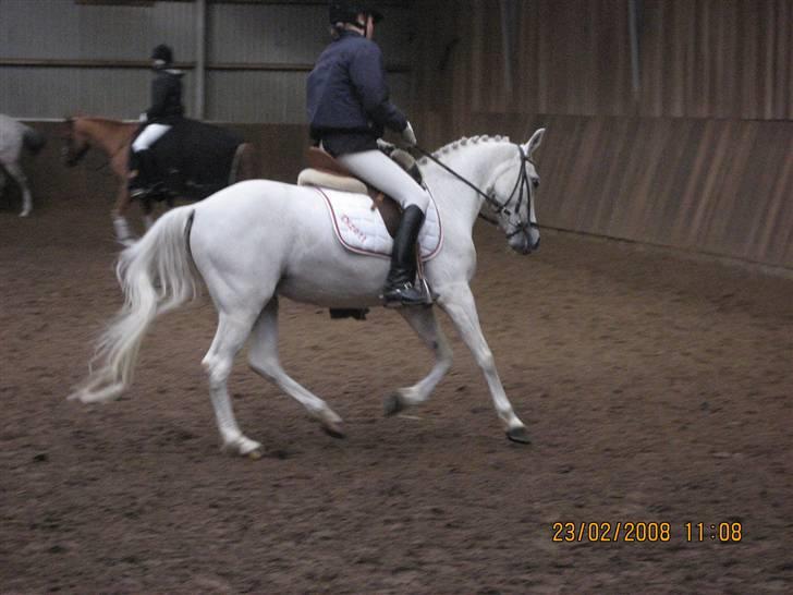 Connemara Dizett - Solgt! - Klubstævne i SBR - 3 plads i LA1 (: billede 2