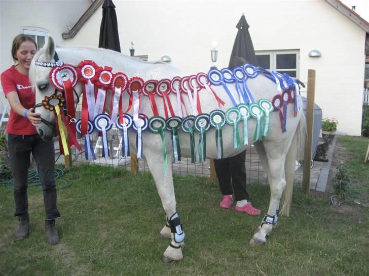 Connemara Dizett - Solgt! - Dizett med alle sine rosette som vi har vundet sammen <3 billede 4