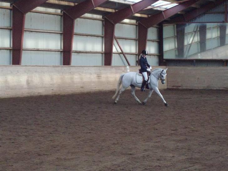 Connemara Dizett - Solgt! billede 11