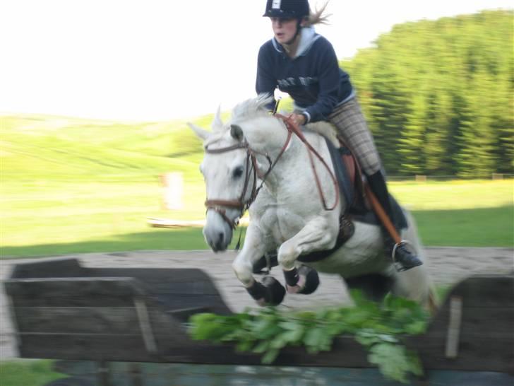 Connemara Dizett - Solgt! billede 19