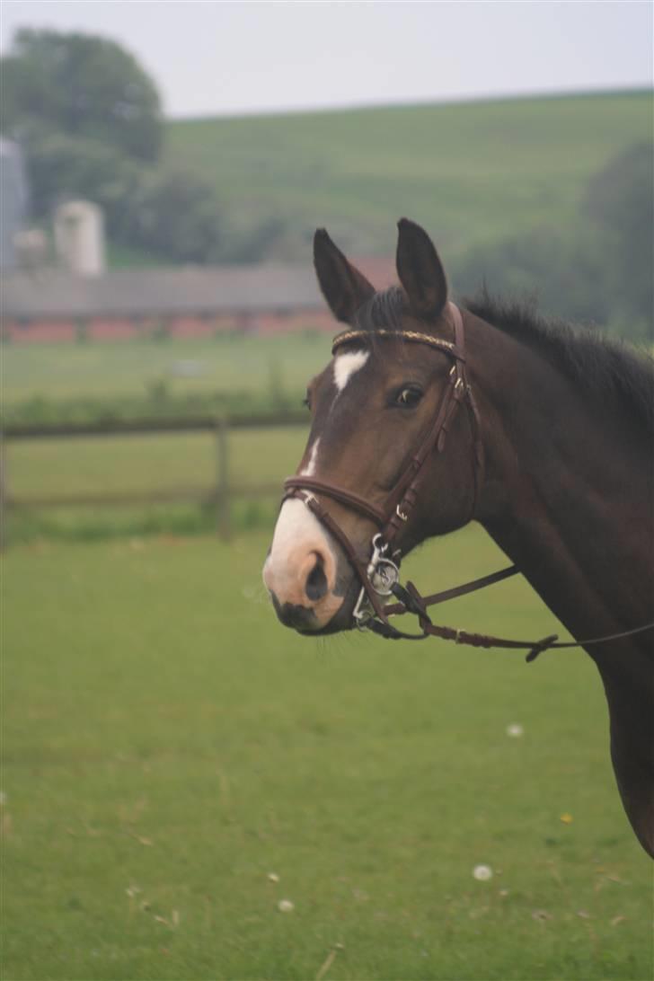 Anden særlig race Xenia - R.I.P. - Xenia til undervisning 26. maj 2009 billede 2