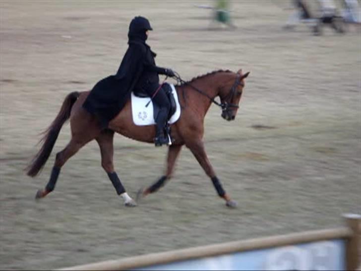 Trakehner Mazurka - Roskilde Dyreskue 09, Ringenes herre billede 10