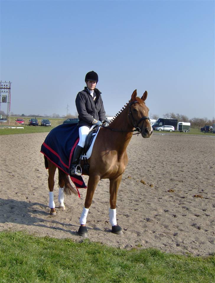 Trakehner Mazurka billede 11