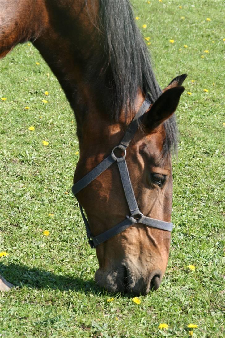 Oldenborg tanja Nyholm billede 1