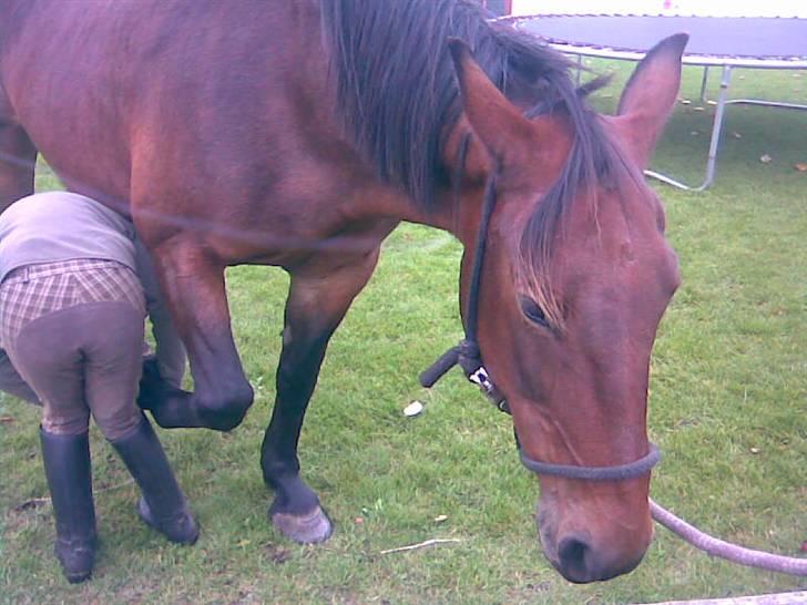 Oldenborg tanja Nyholm billede 2