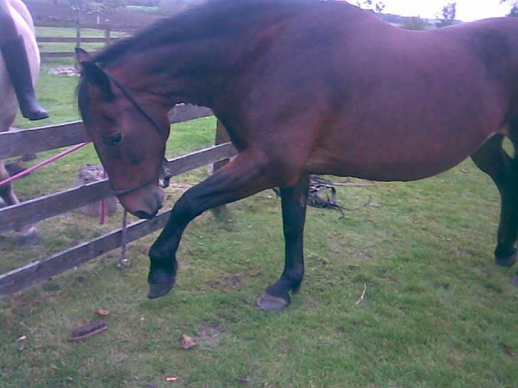 Oldenborg tanja Nyholm billede 3