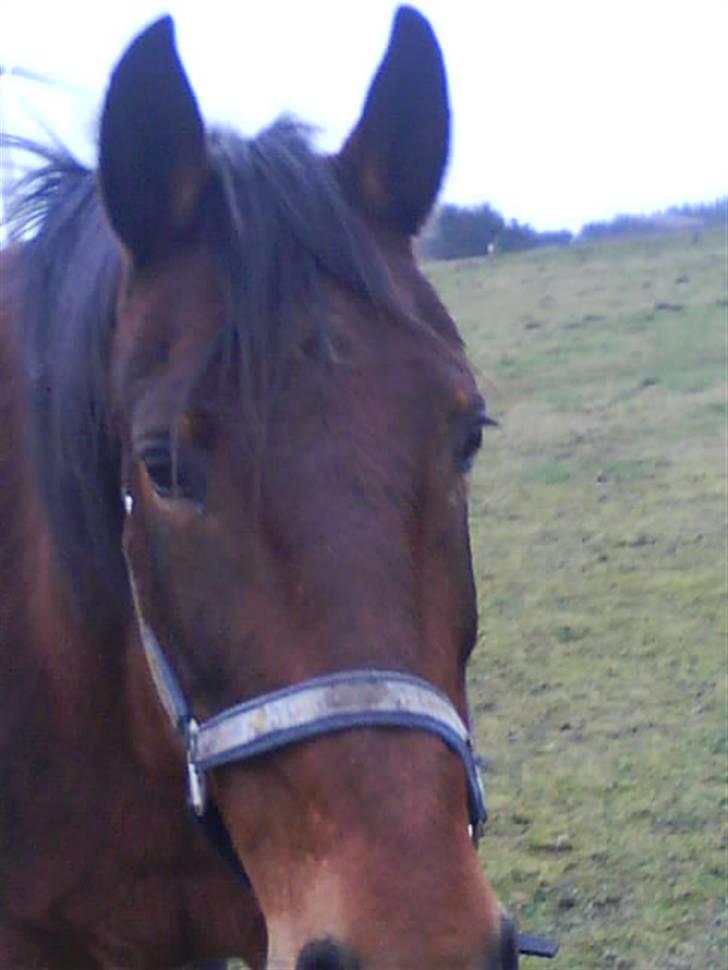 Oldenborg tanja Nyholm billede 5