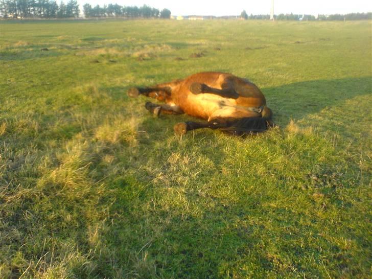 Oldenborg tanja Nyholm billede 7