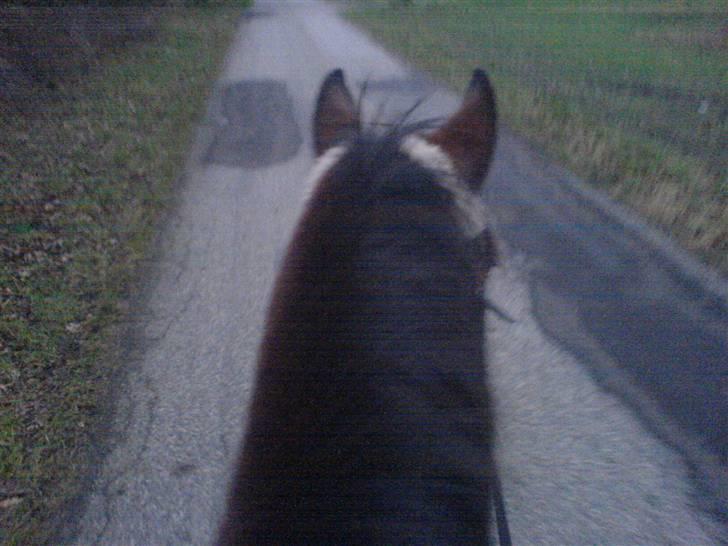 Oldenborg tanja Nyholm billede 8