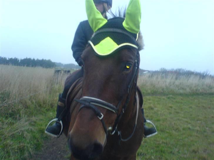 Oldenborg tanja Nyholm billede 9