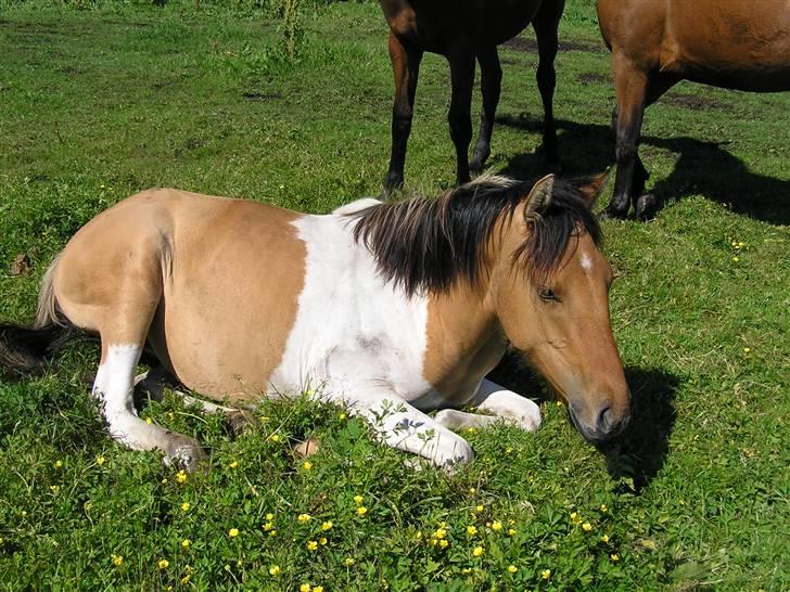 Pinto Østermarkens Adrienne - Velkommen til Adriennes profil :) Dette billede er taget d. 22/6-09 billede 1