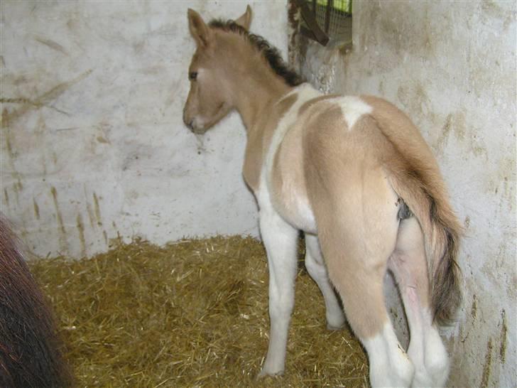 Pinto Østermarkens Adrienne - 1 dag billede 4