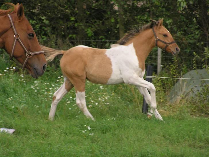 Pinto Østermarkens Adrienne - Adrienne i galop :) billede 8