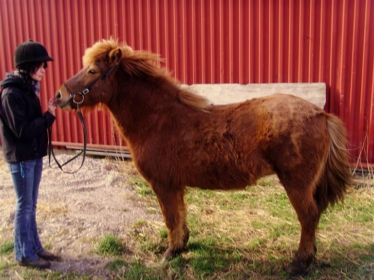 Islænder Kvika fra Skovbogård billede 10